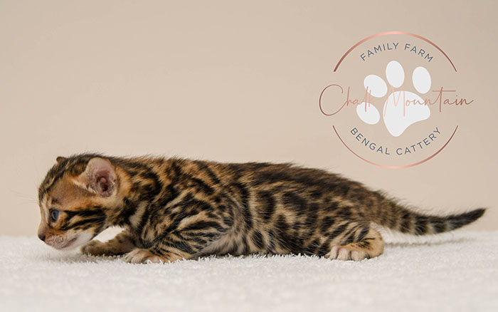 Bengal kitten for sale